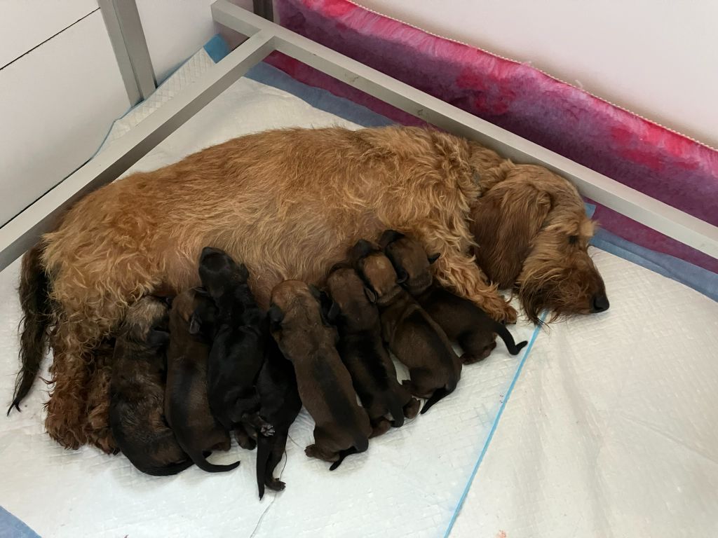 chiot Teckel poil dur Du Moulin De La Rode