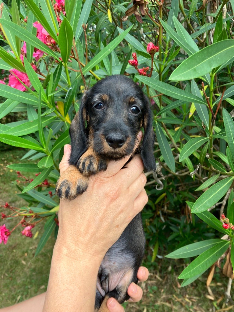 Du Moulin De La Rode - Chiot disponible  - Teckel poil dur