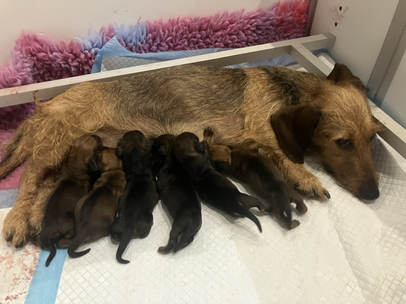 Chiot Teckel poil dur Du Moulin De La Rode