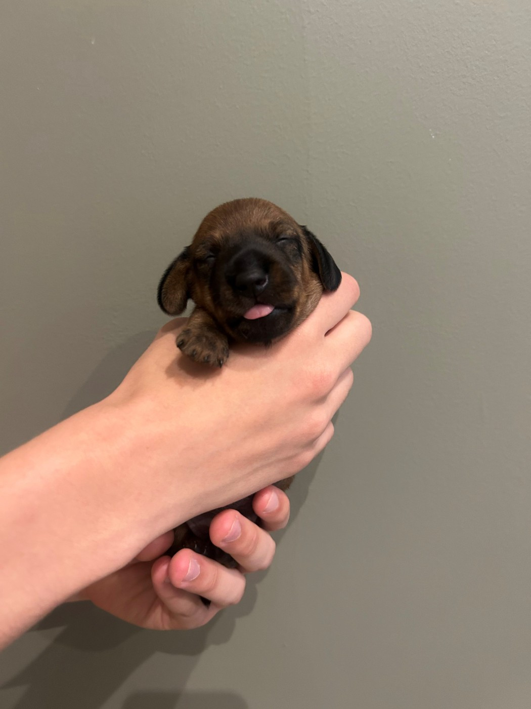 Du Moulin De La Rode - Chiots disponibles - Teckel poil dur