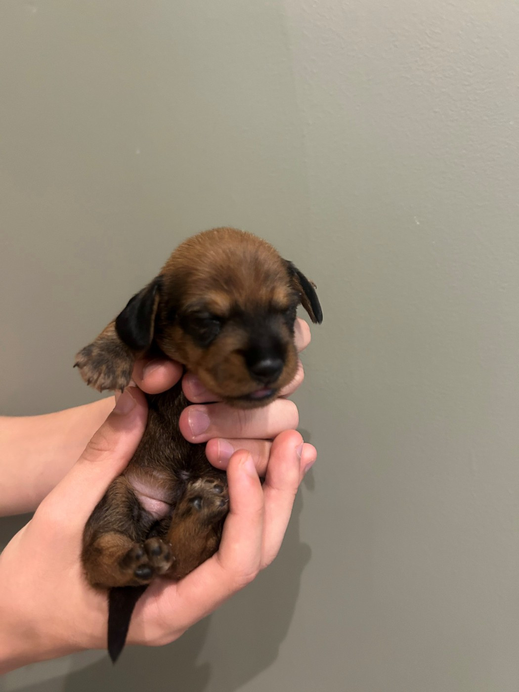 Du Moulin De La Rode - Chiots disponibles - Teckel poil dur