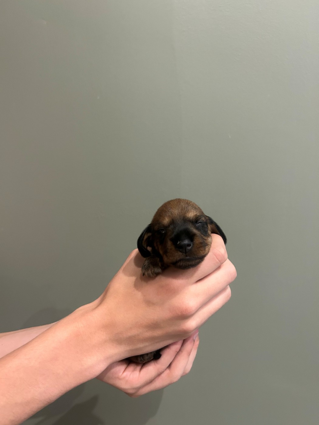Du Moulin De La Rode - Chiots disponibles - Teckel poil dur