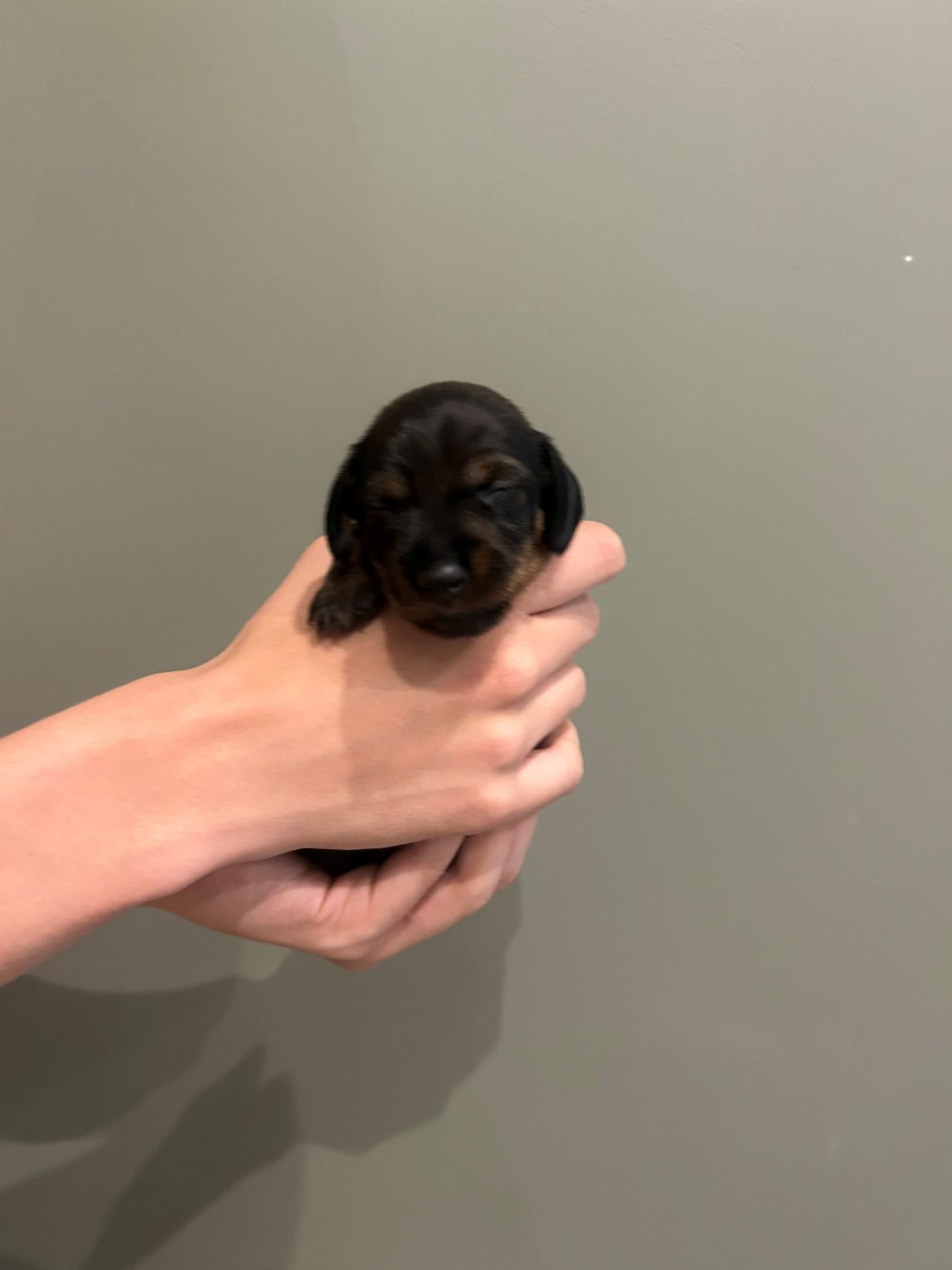 Du Moulin De La Rode - Chiots disponibles - Teckel poil dur