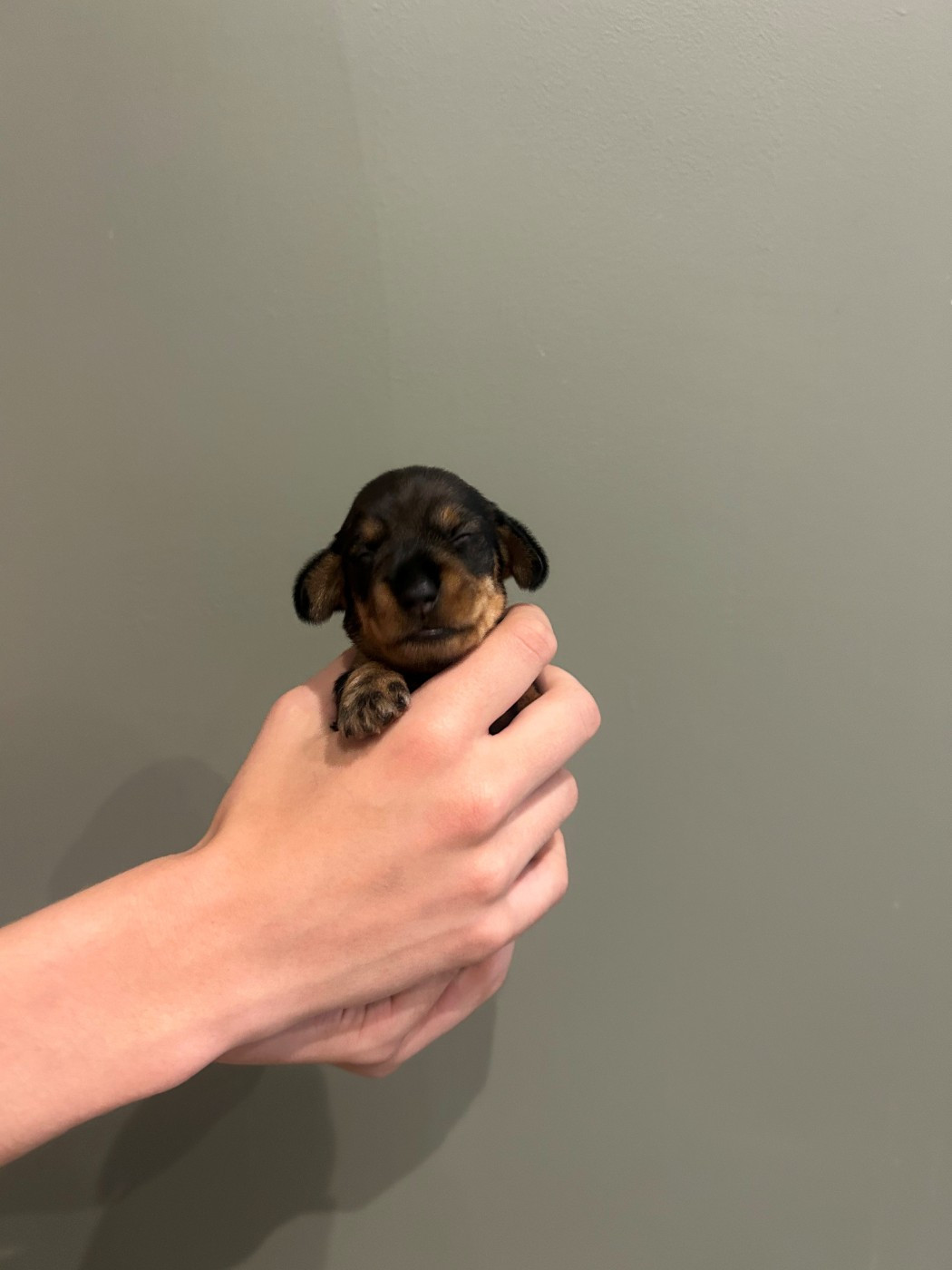 Du Moulin De La Rode - Chiots disponibles - Teckel poil dur