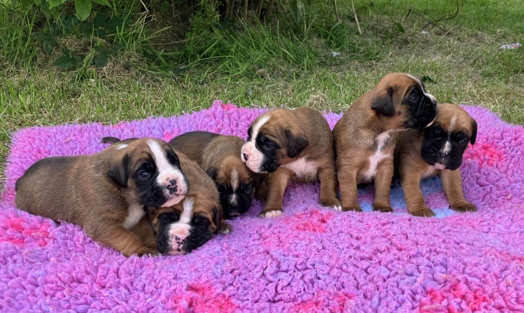 Chiot Boxer Du Moulin De La Rode